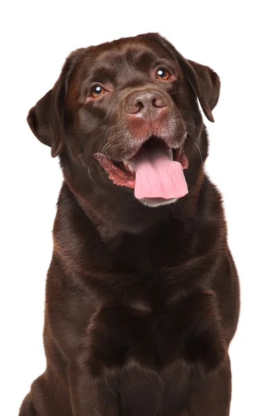 Labrador de chocolate retriever — Fotografia de Stock