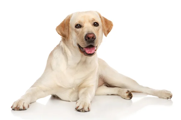 มีความสุข Labrador retriver สุนัข — ภาพถ่ายสต็อก