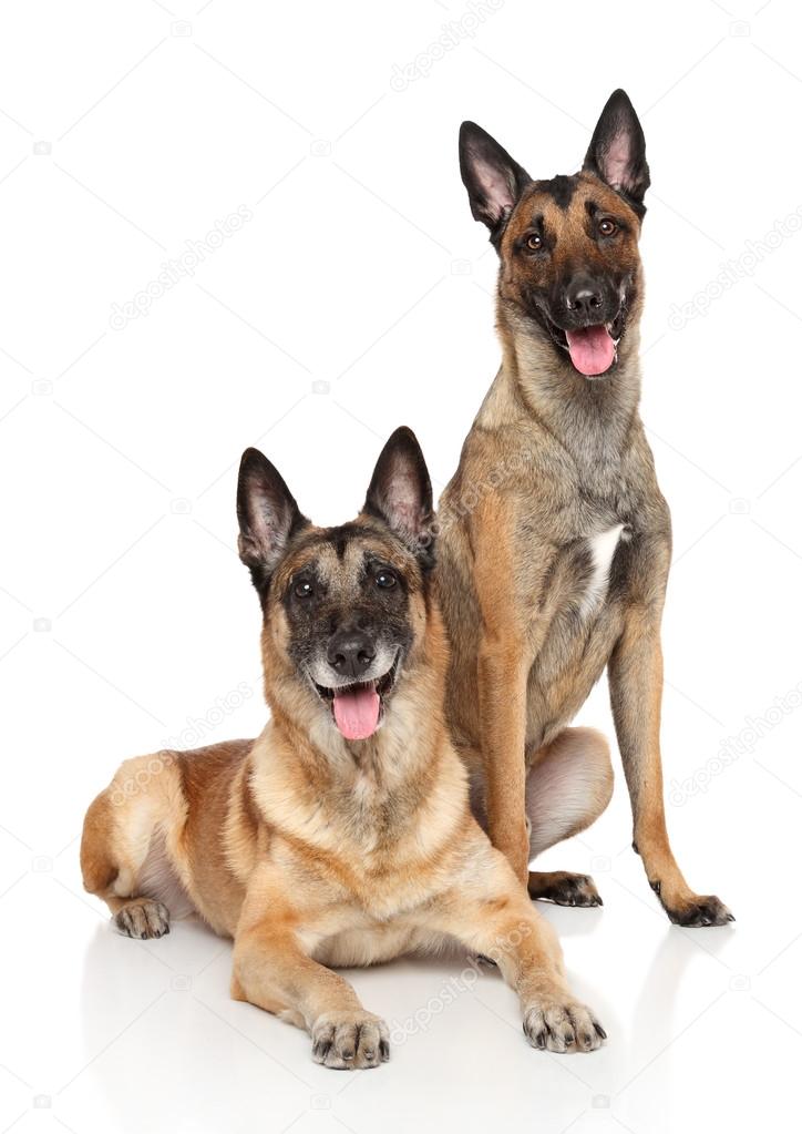 Two Belgian Malinois shepherd dogs