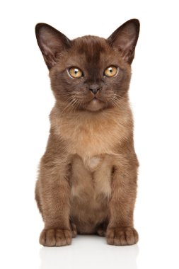Çikolata Birmanya yavru kedi