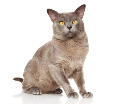 Sepette Beyaz bir arka plan üzerinde oturan Birman kedisi
