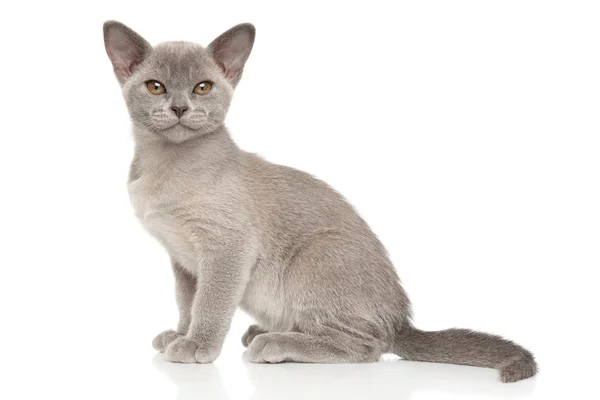 Gatinho birmanês na frente do fundo branco — Fotografia de Stock