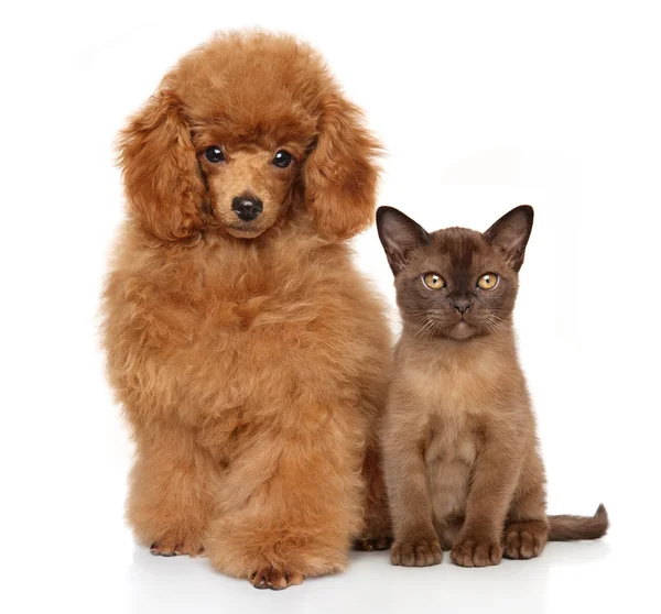 Puppy en kitten samen — Stockfoto