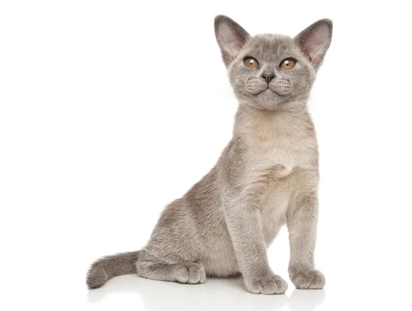 Pequeno gatinho birmanês cinza no branco — Fotografia de Stock