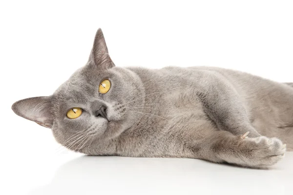 Burmese cat lies on a white background — Stock Photo, Image