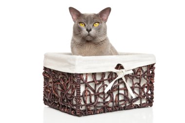 Sepette Beyaz Birman kedisi