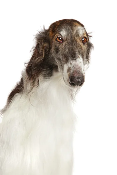 Rus borzoi köpek Close-Up — Stok fotoğraf