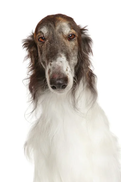 Русская борзой собака, изолированная на белом — стоковое фото