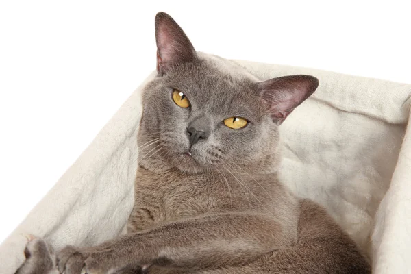 Сонная кошка в корзине — стоковое фото