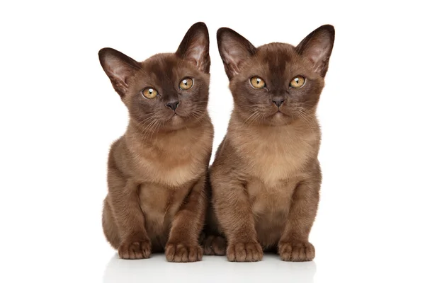 Dois gatinhos birmaneses de chocolate em branco — Fotografia de Stock