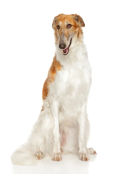 Russo cane borzoi — Foto Stock