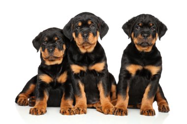 Beyaz üzerine şirin Rottweiler yavru