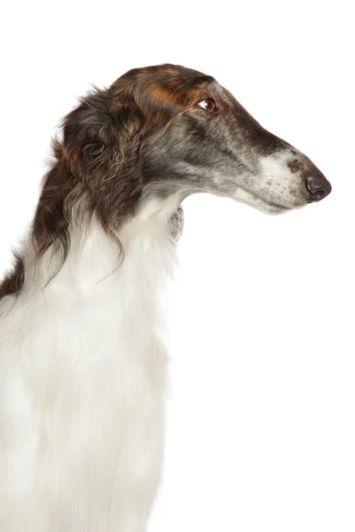 Γκρο πλαν του ρωσικού Μπορζόϊ σκύλου — Φωτογραφία Αρχείου