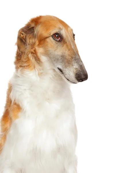 Cão borzoi russo isolado em branco — Fotografia de Stock