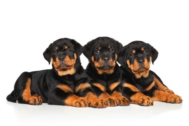 Rottweiler köpek yavru beyaz