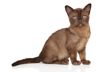 Beyaz güzel Birmanya yavru kedi