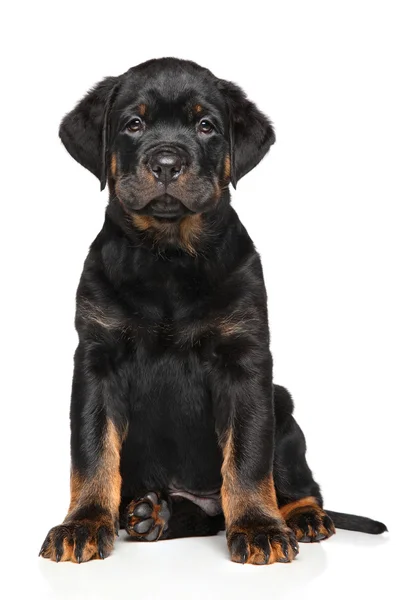 Rottweiler puppy on white — Stock Photo, Image