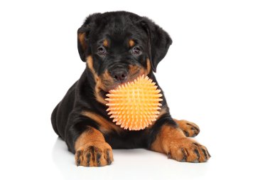 Rottweiler yavrusu ile beyaz topa