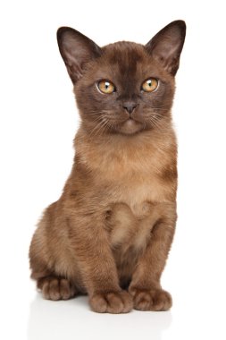 Beyaz çikolata Birmanya yavru kedi