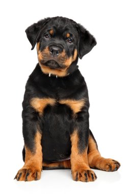 Beyaz sevimli Rottweiler köpeklerine
