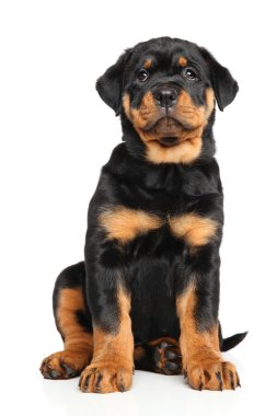 Rottweiler köpeklerine beyaz