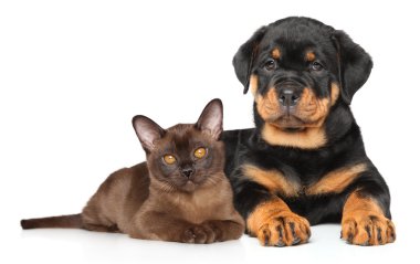 yavru kedi ve köpek yavrusu birlikte