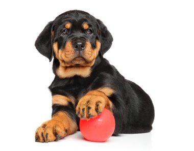 Rottweiler köpeklerine beyaz