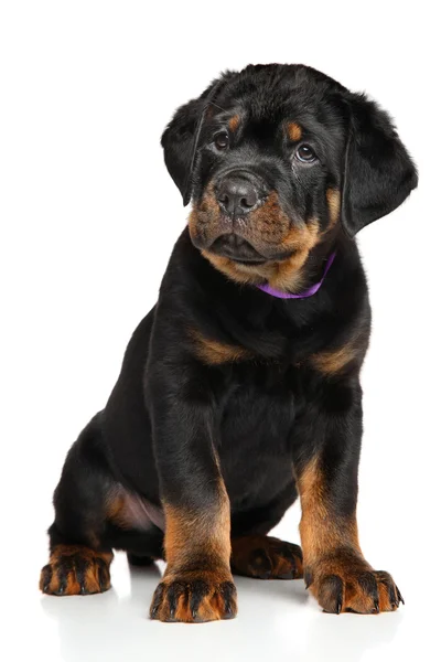Schattige puppy van de Rottweiler — Stockfoto