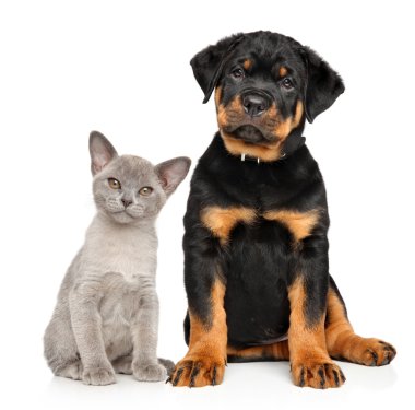 Kedi ve köpek beyaz birlikte