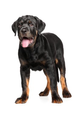 Beyaz arka plan üzerinde genç Rottweiler