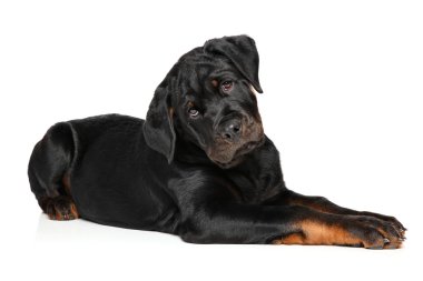 Rottweiler yavrusu beyaz zemin üzerine
