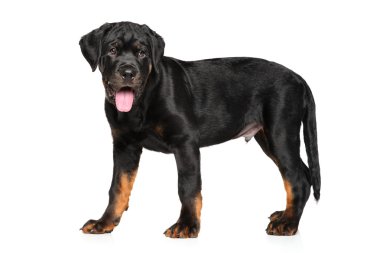Rottweiler yavrusu beyaz zemin üzerine