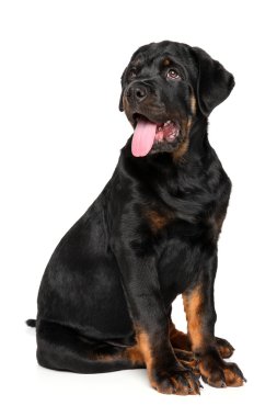 Rottweiler köpeklerine beyaz