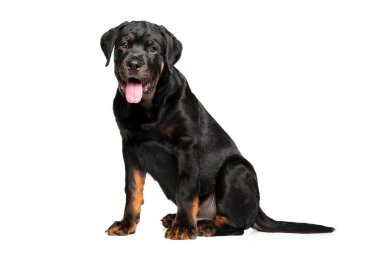 Beyaz arka plan üzerinde genç Rottweiler