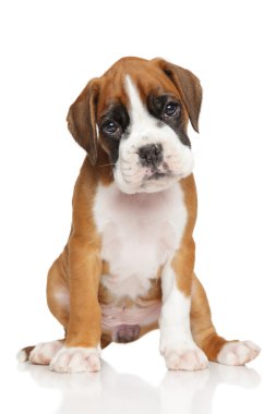 Beyaz üzerine Alman boksör köpek