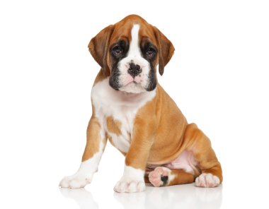 Beyaz üzerine Alman boksör köpek