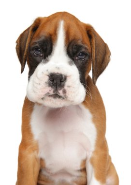 Beyaz izole Alman boksör köpek yavrusu