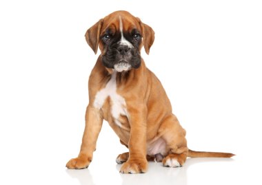 Alman boksör köpek yavrusu beyaz üzerinde oturur