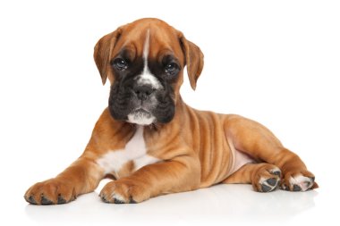 Alman boksör köpek