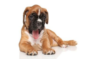 Beyaz üzerine Alman boksör köpek
