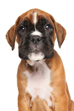 Boksör köpek yavrusu beyazda izole edilmiş