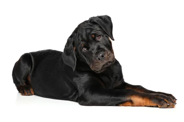 Cucciolo Rottweiler su sfondo bianco — Foto Stock