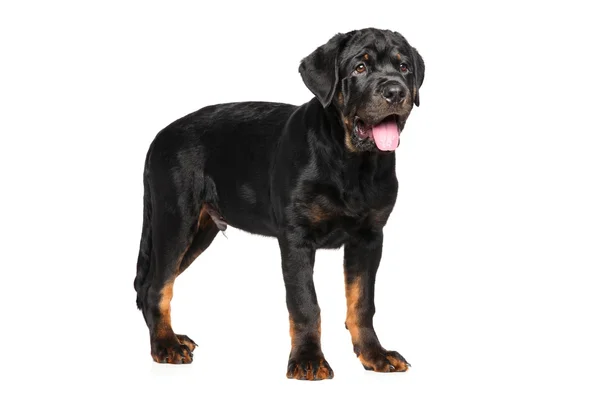 Rottweiler Welpe auf weißem Hintergrund — Stockfoto