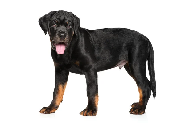 Rottweiler puppy on white background — Stock Photo, Image