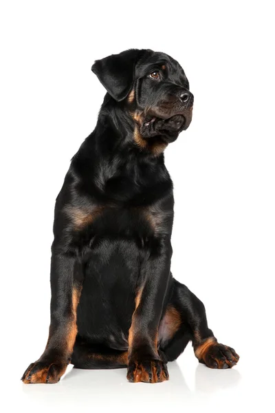 Rottweiler yavrusu beyaz zemin üzerine — Stok fotoğraf