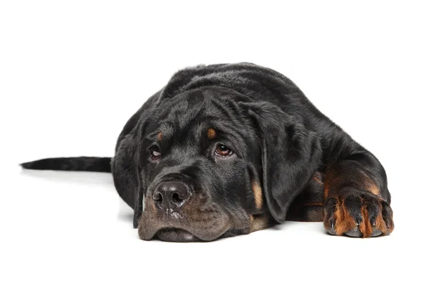 Rottweiler puppy on white — Stock Photo, Image