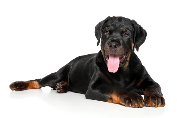 Rottweiler szczenię leży w dół na białym — Zdjęcie stockowe