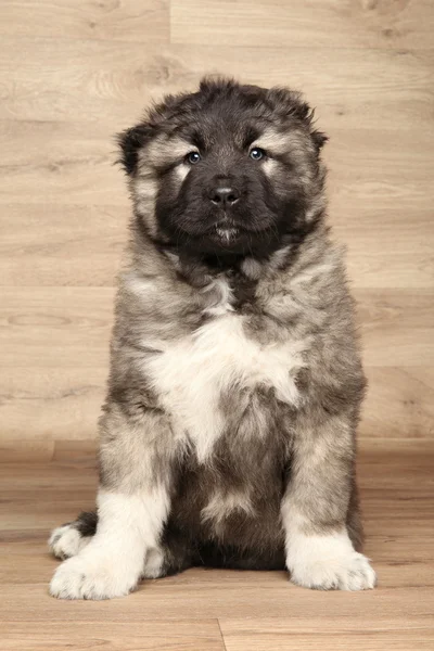 Kaukasische Herder puppy — Stockfoto