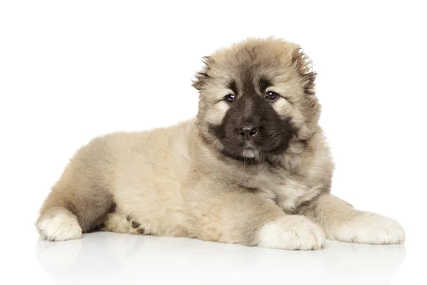 Caucasian shepherd valp på vit — Stockfoto