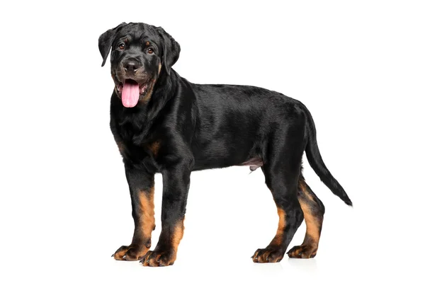 Rottweiler puppy on white background — Stock Photo, Image